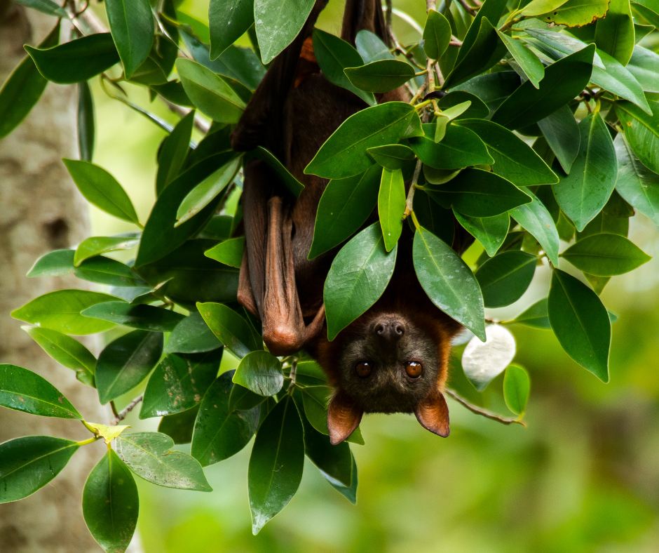 Flying fox bat hangin upside down between green leaves