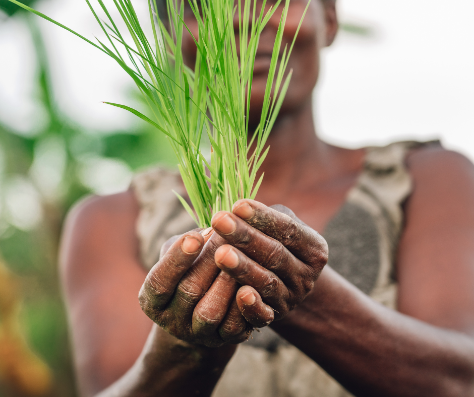 indigenous female holding a bush of fresh lemon grass