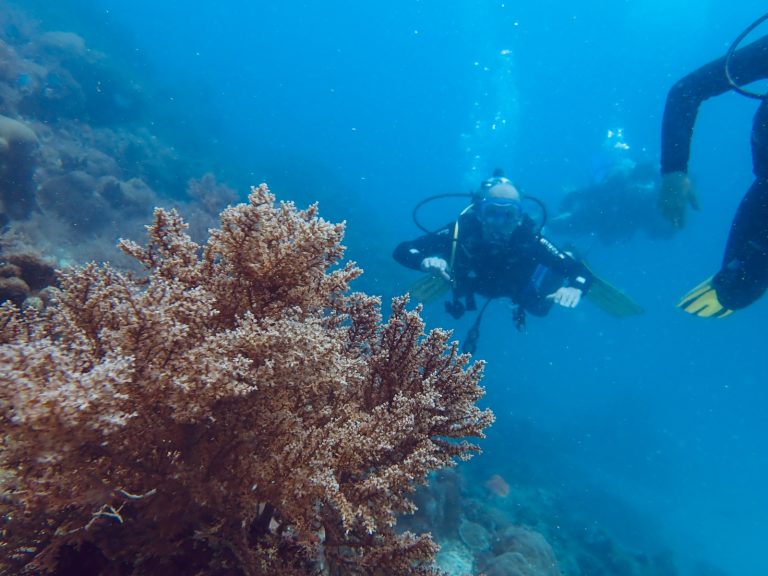 Diving At Fundu Lagoon